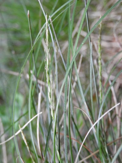 Carex potens, photographed by Santiago Martín-Bravo