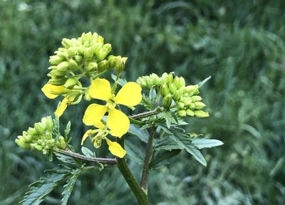 Erucastrum nasturtiifolium, photographed by Naturalista