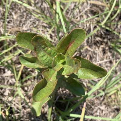 Asclepias tomentosa, photographed by natalie
