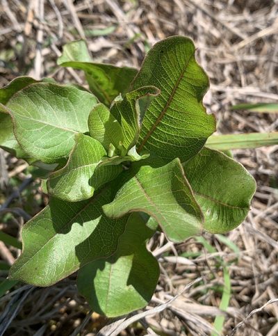 Asclepias tomentosa, photographed by natalie