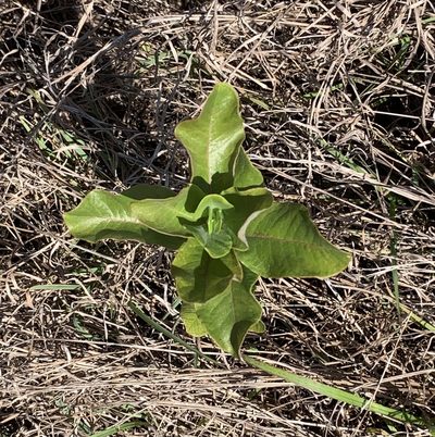 Asclepias tomentosa, photographed by natalie
