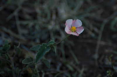 Abutilon terminale, photographed by Facundo Chieffo