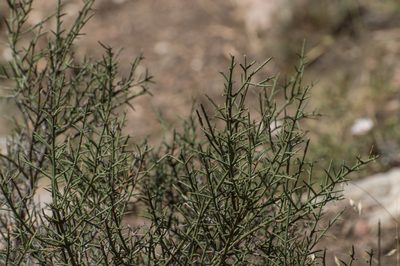 Discaria americana, photographed by Facundo Chieffo