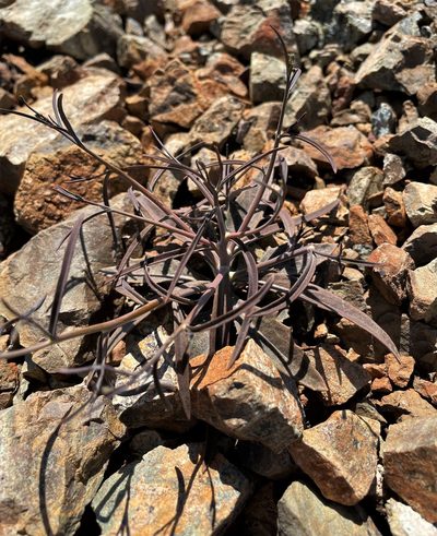 Streptanthus barbiger, photographed by Roger Raiche