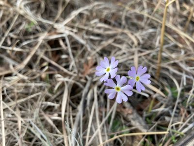 Primula mistassinica, photographed by Kathleen Houlahan Chayer