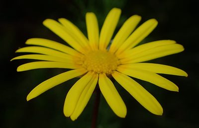 Ursinia anethoides, photographed by Nicola van Berkel