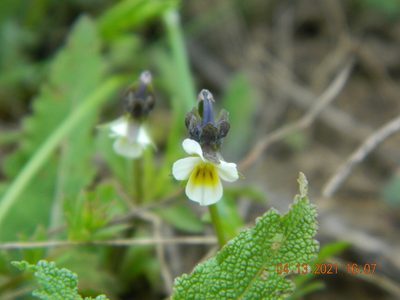 Viola kitaibeliana, photographed by Galyna Mykytynets