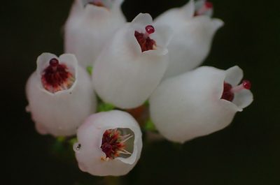 Erica scabriuscula, photographed by Nicola van Berkel