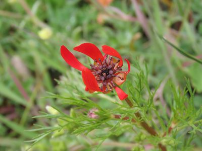 Adonis flammea, photographed by Emanuele Santarelli