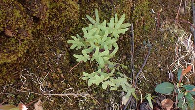 Lygodium palmatum, photographed by John Abrams