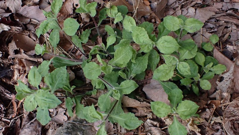 Silene rotundifolia, photographed by John Abrams