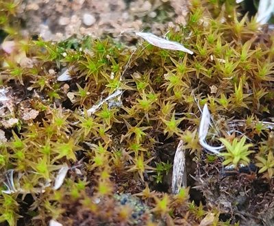 Geheebia tophacea, photographed by Jonathan Hughes
