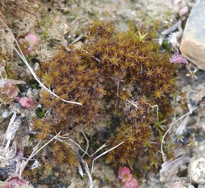 Geheebia tophacea, photographed by Jonathan Hughes
