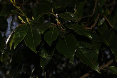 Prunus lusitanica, photographed by Stephen James McWilliam