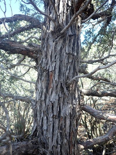 Hesperocyparis nevadensis, photographed by Scott Yarger
