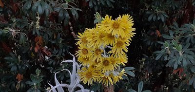 Senecio niveoaureus, photographed by Ignacio Moreira-Corral