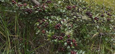 Hesperomeles obtusifolia, photographed by Ignacio Moreira-Corral