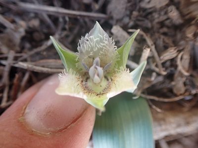 Calochortus westonii, photographed by Scott Yarger