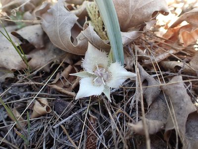 Calochortus westonii, photographed by Scott Yarger