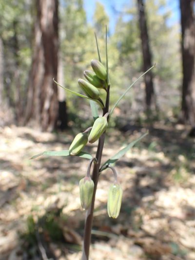 Fritillaria brandegeei, photographed by Scott Yarger