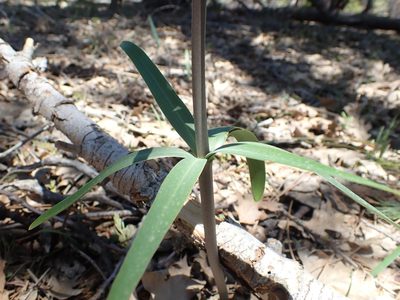 Fritillaria brandegeei, photographed by Scott Yarger