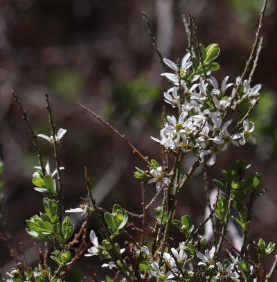 Glossopetalon spinescens, photographed by crseaquist