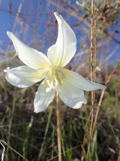 Erythronium multiscapideum, photographed by Scott Yarger