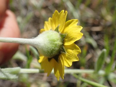 Monolopia major, photographed by Trevor Van Loon