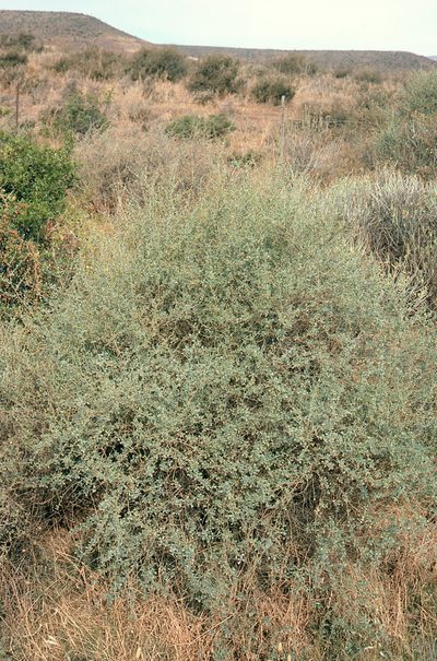Psoralea flexuosa, photographed by Charles Stirton