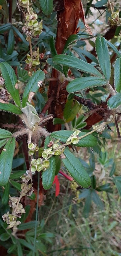 Polylepis incana, photographed by Ignacio Moreira-Corral
