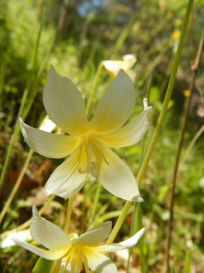 Erythronium multiscapideum, photographed by Sarah Angulo