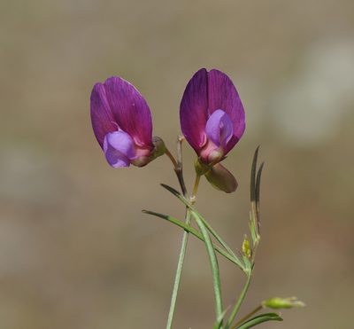 Lathyrus digitatus, photographed by Todd Boland