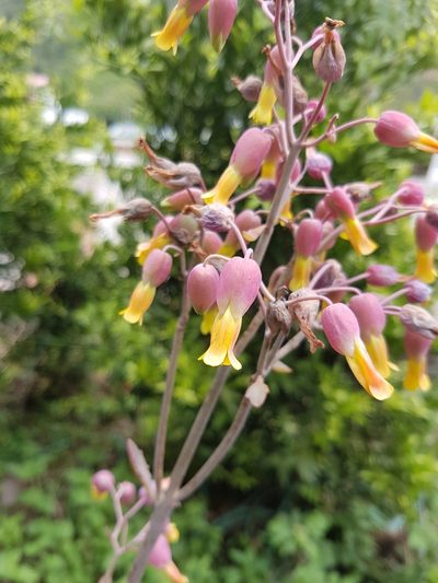 Kalanchoe laxiflora, photographed by Michael Bakker Paiva