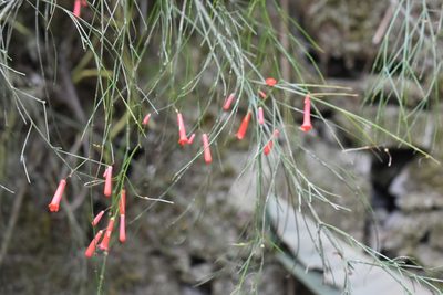 Russelia equisetiformis, photographed by Adriana García Ramírez
