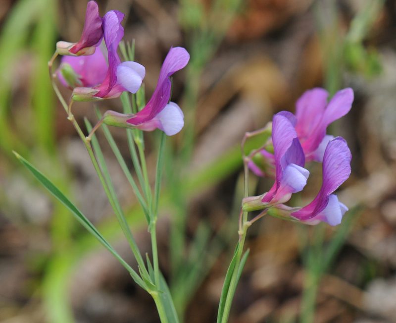Lathyrus digitatus, photographed by Todd Boland