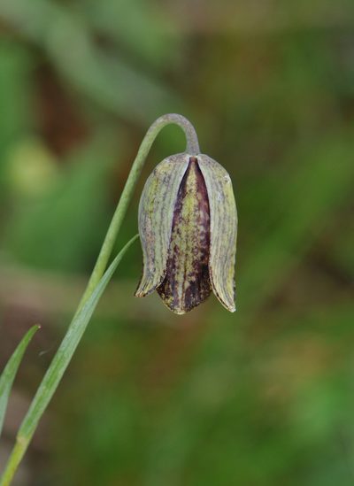 Fritillaria montana, photographed by Todd Boland