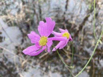 Coreopsis nudata, photographed by eamonccorbett