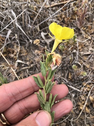 Oenothera tubicula, photographed by Sam Kieschnick