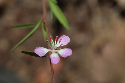 Clarkia delicata, photographed by Millie Basden