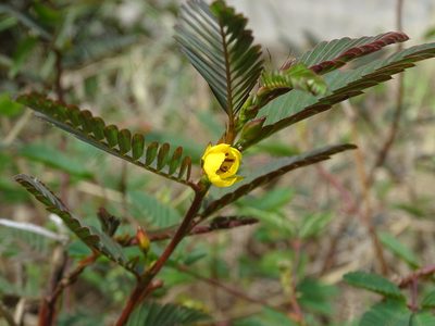 Chamaecrista leschenaultiana, photographed by Toby Y