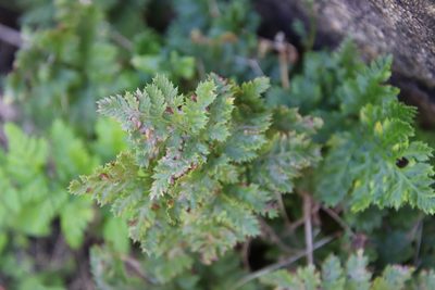 Aspidotis californica, photographed by Millie Basden