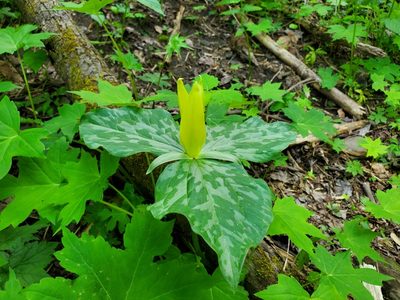Trillium luteum, photographed by Will Kuhn