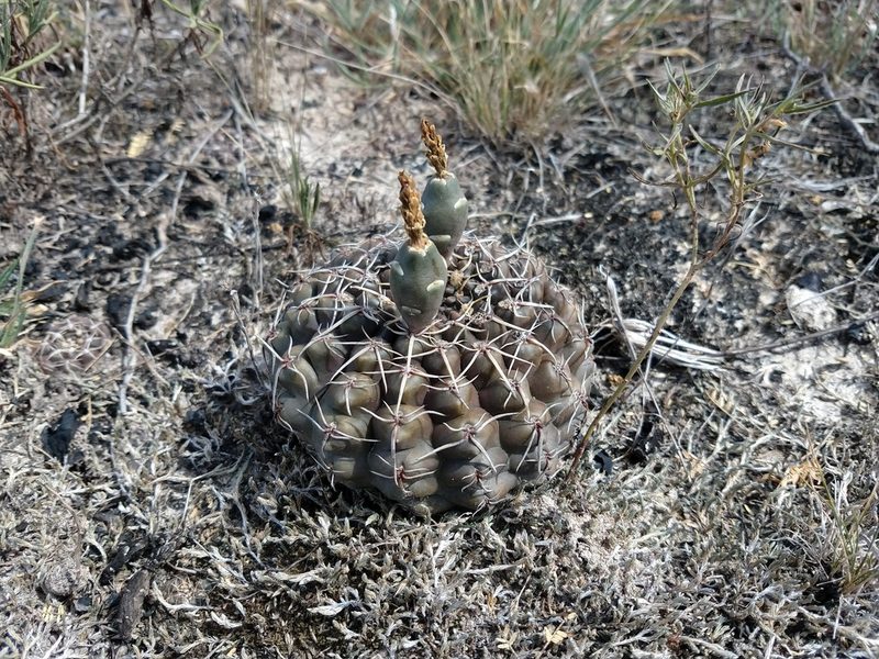 Gymnocalycium schroederianum, photographed by Andrès Costa