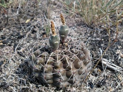Gymnocalycium schroederianum, photographed by Andrès Costa