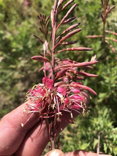 Oenothera calcicola, photographed by Sam Kieschnick