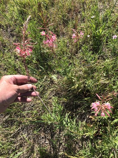 Oenothera calcicola, photographed by Sam Kieschnick