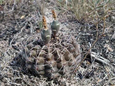 Gymnocalycium schroederianum, photographed by Andrès Costa
