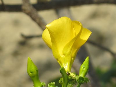 Cascabela ovata, photographed by Francisco Emilio Roldán Velasco