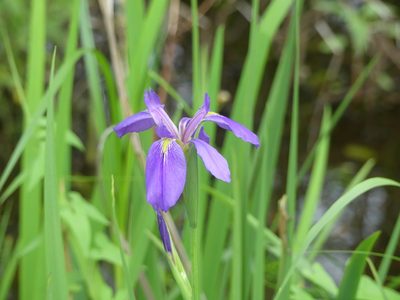 Iris giganticaerulea, photographed by eamonccorbett