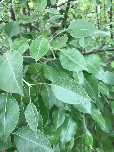 Pyrus betulifolia, photographed by Michael Ellis
